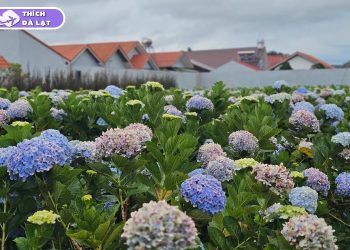 làng hoa vạn thành