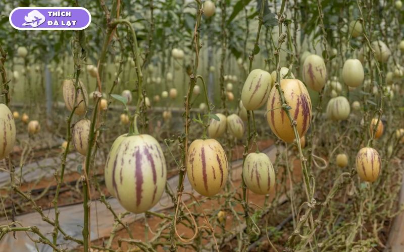 Làng Hoa Vạn Thành - Điểm Check-in Hot không thể bỏ lỡ 16 làng hoa vạn thành