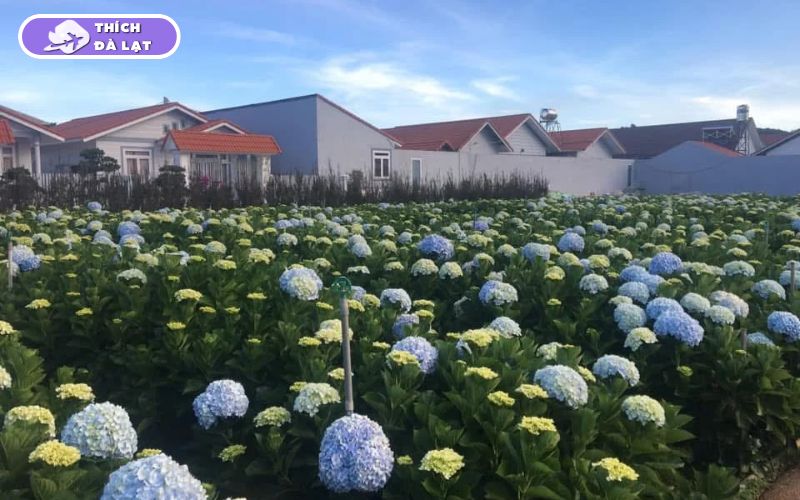 Làng Hoa Vạn Thành - Điểm Check-in Hot không thể bỏ lỡ 18 làng hoa vạn thành