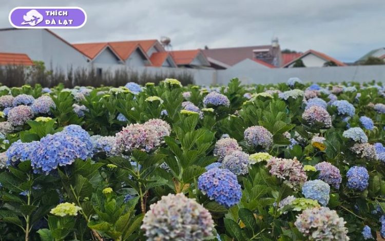 làng hoa vạn thành