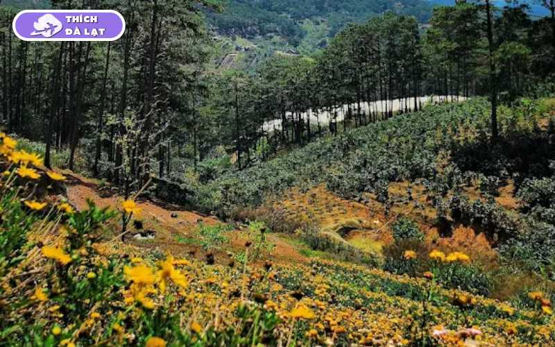 Cánh Đồng Hoa Bất Tử - Điểm check in cho giới trẻ 10 cánh đồng hoa bất tử