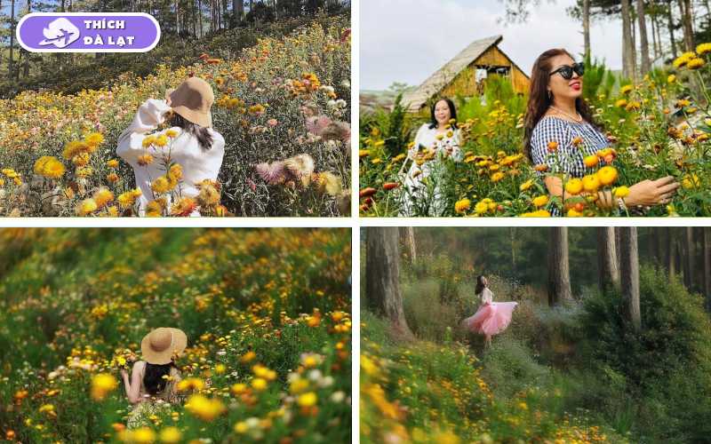 Cánh Đồng Hoa Bất Tử - Điểm check in cho giới trẻ 12 cánh đồng hoa bất tử