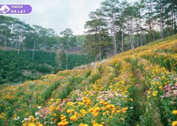 cánh đồng hoa bất tử