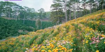 cánh đồng hoa bất tử