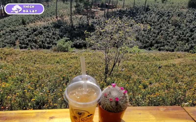 Cánh Đồng Hoa Bất Tử - Điểm check in cho giới trẻ 14 cánh đồng hoa bất tử