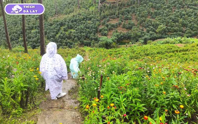 Cánh Đồng Hoa Bất Tử - Điểm check in cho giới trẻ 15 cánh đồng hoa bất tử