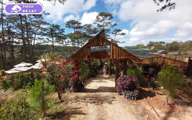 Cánh Đồng Hoa Bất Tử - Điểm check in cho giới trẻ 17 cánh đồng hoa bất tử