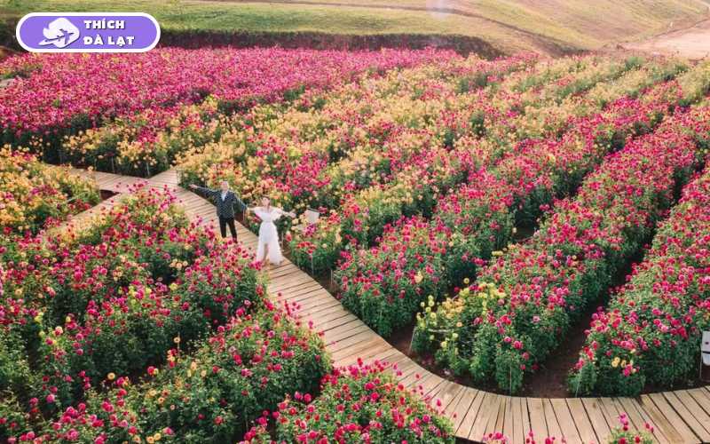 The Florest Hoa Trong Rừng điểm hot nhất Đà Lạt 11 the florest hoa trong rừng
