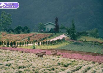 the florest hoa trong rừng