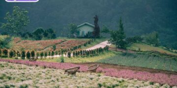 the florest hoa trong rừng