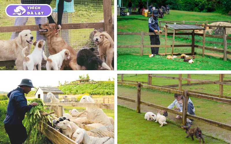 The Florest Hoa Trong Rừng điểm hot nhất Đà Lạt 14 the florest hoa trong rừng