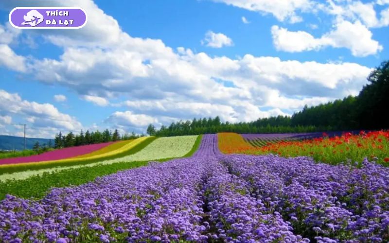 Top 20+ Vườn Hoa Đà Lạt check-in đẹp nhất cho các tín đồ sống ảo 22 vườn hoa đà lạt