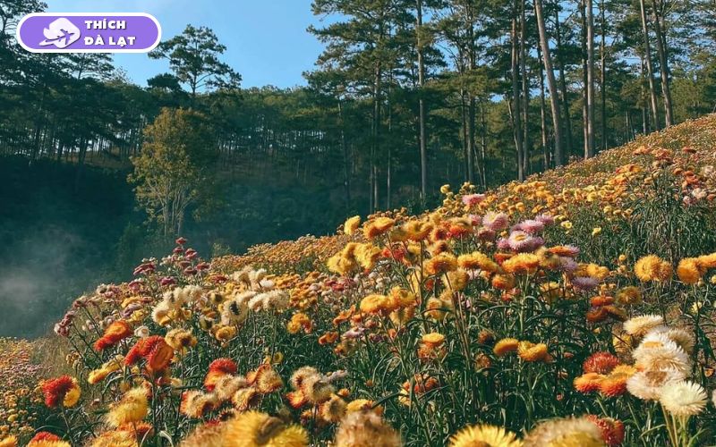Top 20+ Vườn Hoa Đà Lạt check-in đẹp nhất cho các tín đồ sống ảo 33 vườn hoa đà lạt