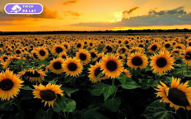 Top 20+ Vườn Hoa Đà Lạt check-in đẹp nhất cho các tín đồ sống ảo 34 vườn hoa đà lạt