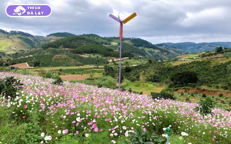 Top 20+ Vườn Hoa Đà Lạt check-in đẹp nhất cho các tín đồ sống ảo 36 vườn hoa đà lạt