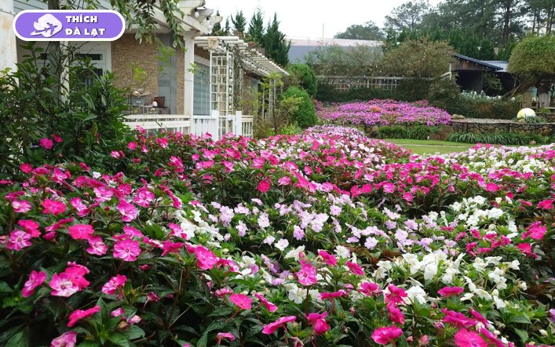 Top 20+ Vườn Hoa Đà Lạt check-in đẹp nhất cho các tín đồ sống ảo 38 vườn hoa đà lạt