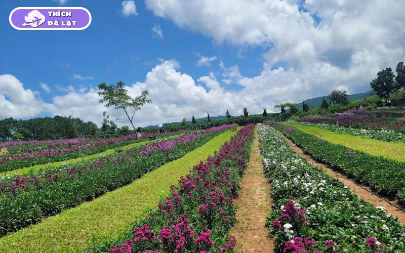 Top 20+ Vườn Hoa Đà Lạt check-in đẹp nhất cho các tín đồ sống ảo 39 vườn hoa đà lạt