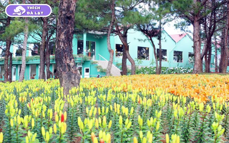 Top 20+ Vườn Hoa Đà Lạt check-in đẹp nhất cho các tín đồ sống ảo 40 vườn hoa đà lạt