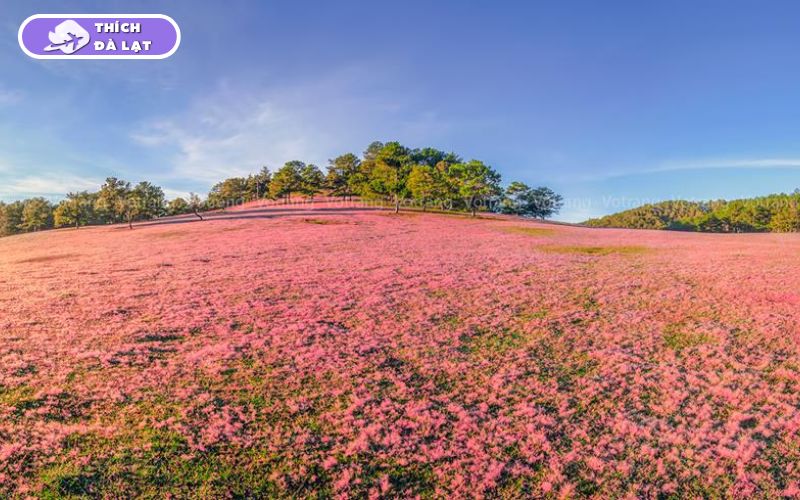 Top 20+ Vườn Hoa Đà Lạt check-in đẹp nhất cho các tín đồ sống ảo 29 vườn hoa đà lạt