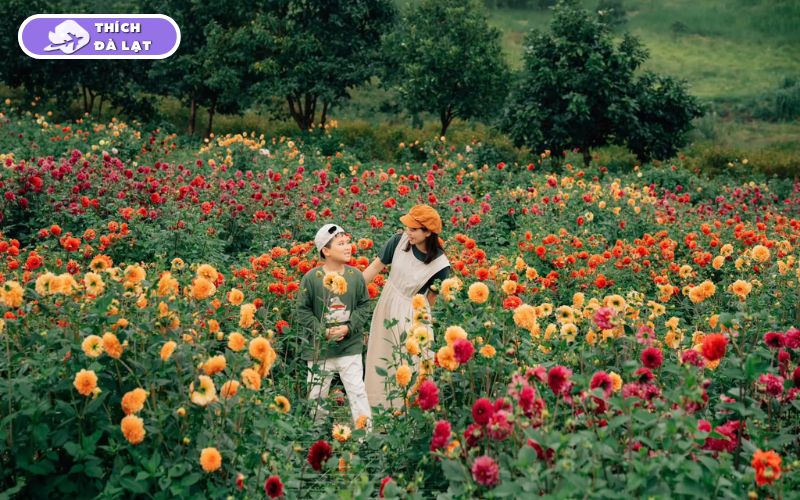 Top 5 vườn hoa hồng Đà Lạt thơ mộng không thể bỏ lỡ khi du lịch 9 vườn hoa hồng đà lạt