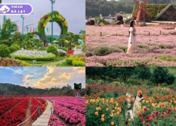 vườn hoa hồng đà lạt