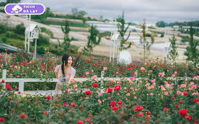 Top 5 vườn hoa hồng Đà Lạt thơ mộng không thể bỏ lỡ khi du lịch 10 vườn hoa hồng đà lạt