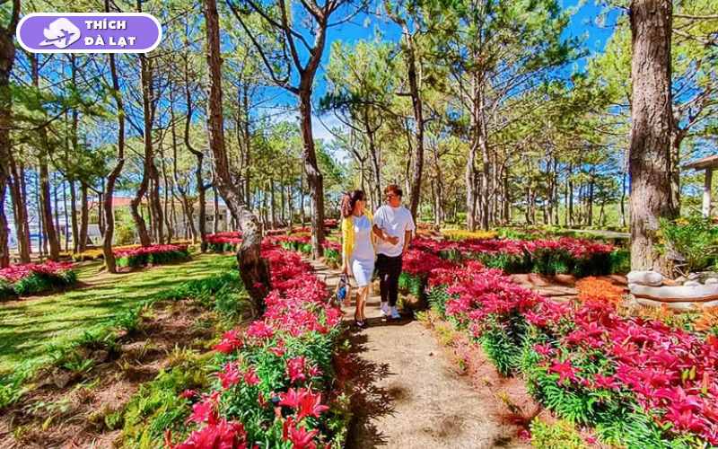 Vườn Hoa Khô Đà Lạt - Điểm đến nghệ thuật và thư giãn lý tưởng 12 vườn hoa khô đà lạt