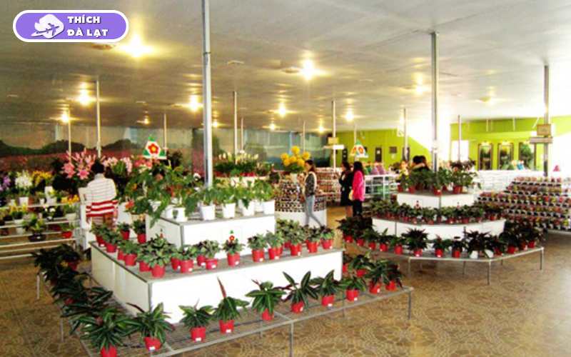 Vườn Hoa Khô Đà Lạt - Điểm đến nghệ thuật và thư giãn lý tưởng 14 vườn hoa khô đà lạt