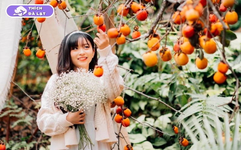 Cách ủ hồng giòn Đà Lạt ngon, ngọt tự nhiên ngay tại nhà 11 cách ủ hồng giòn đà lạt