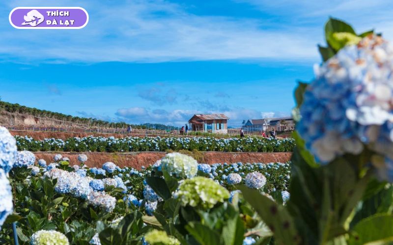 Top 25 địa điểm du lịch Đà Lạt Tết đẹp nhất 2026 không thể bỏ lỡ 27 du lịch đà lạt tết