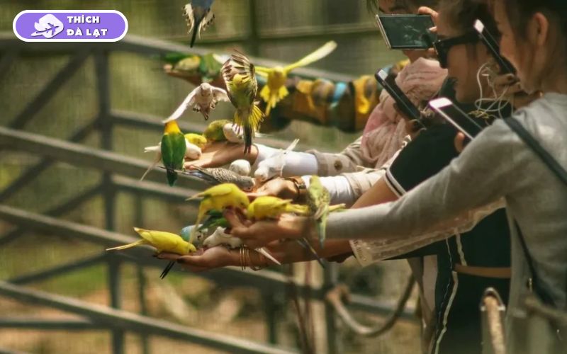 Top 25 địa điểm du lịch Đà Lạt Tết đẹp nhất 2026 không thể bỏ lỡ 43 du lịch đà lạt tết