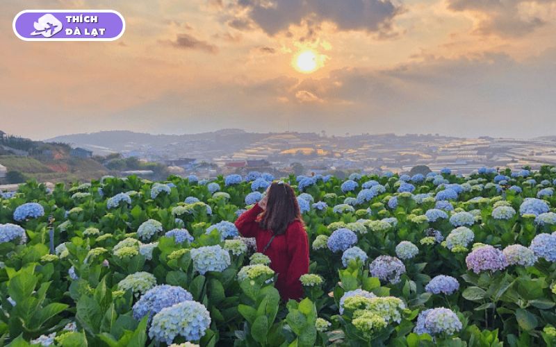 Top 25 địa điểm du lịch Đà Lạt Tết đẹp nhất 2026 không thể bỏ lỡ 46 du lịch đà lạt tết