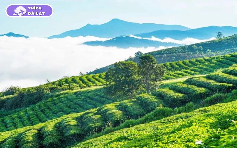 Top 25 địa điểm du lịch Đà Lạt Tết đẹp nhất 2026 không thể bỏ lỡ 29 du lịch đà lạt tết
