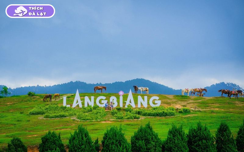 Du lịch Đà Lạt tháng 1 có gì? Nên ăn gì, chơi gì và ở đâu? 20 du lịch đà lạt tháng 1