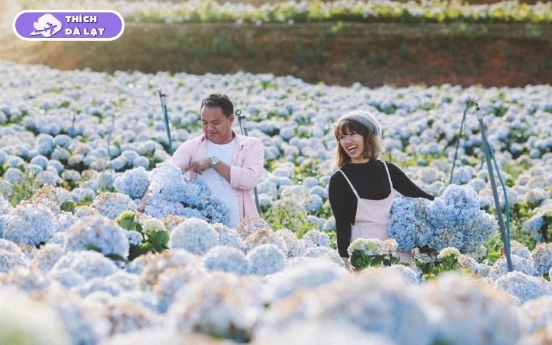 Du lịch mùa Xuân Đà Lạt có gì? Ăn gì, chơi gì và ở đâu? 25 du lịch mùa xuân đà lạt