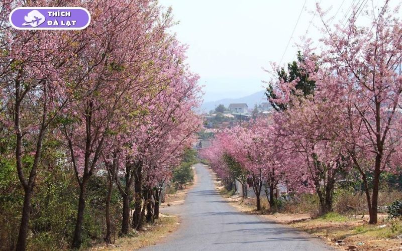 Du lịch mùa Xuân Đà Lạt có gì? Ăn gì, chơi gì và ở đâu? 15 du lịch mùa xuân đà lạt