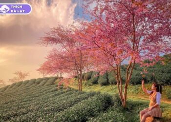 du lịch mùa xuân đà lạt