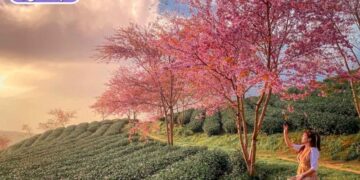 du lịch mùa xuân đà lạt