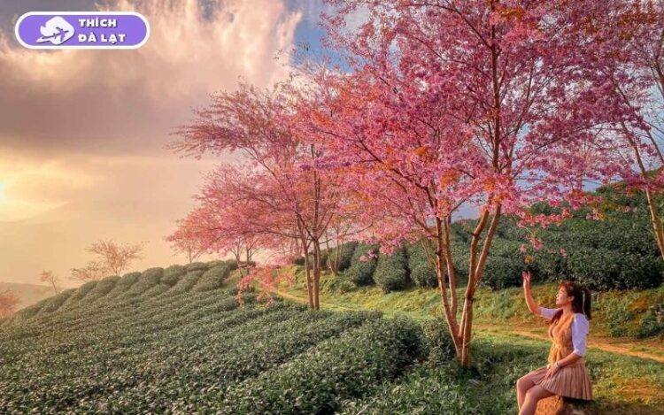 Du lịch mùa Xuân Đà Lạt có gì? Ăn gì, chơi gì và ở đâu? 13 du lịch mùa xuân đà lạt