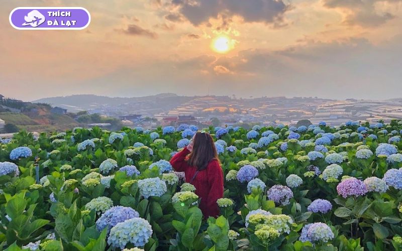 Top các loại hoa Tết Đà Lạt được ưa chuộng mỗi độ xuân về 10 hoa tết đà lạt