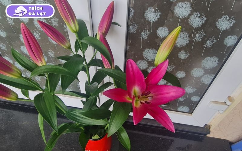 Top các loại hoa Tết Đà Lạt được ưa chuộng mỗi độ xuân về 11 hoa tết đà lạt