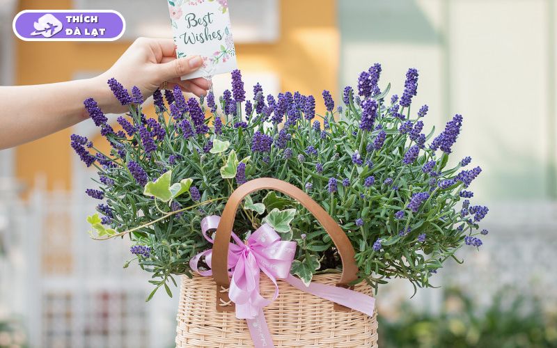 Top các loại hoa Tết Đà Lạt được ưa chuộng mỗi độ xuân về 12 hoa tết đà lạt