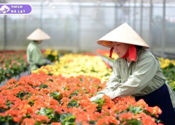 hoa tết đà lạt