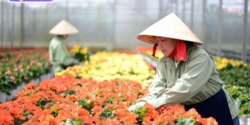 hoa tết đà lạt