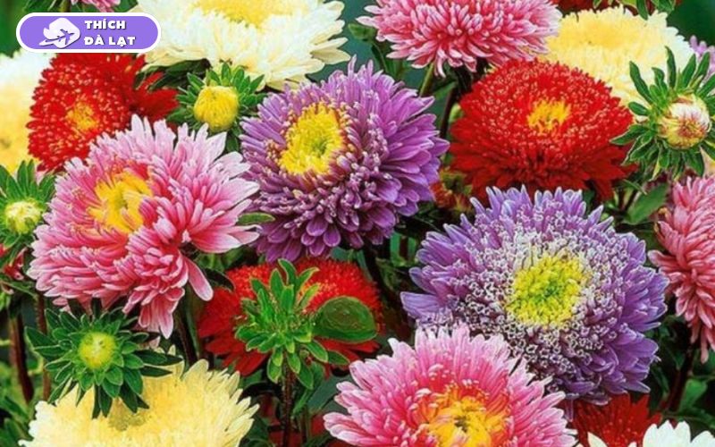 Top các loại hoa Tết Đà Lạt được ưa chuộng mỗi độ xuân về 15 hoa tết đà lạt