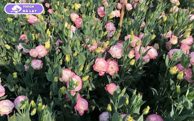 Top các loại hoa Tết Đà Lạt được ưa chuộng mỗi độ xuân về 16 hoa tết đà lạt