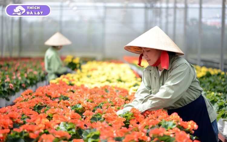 Top các loại hoa Tết Đà Lạt được ưa chuộng mỗi độ xuân về 9 hoa tết đà lạt