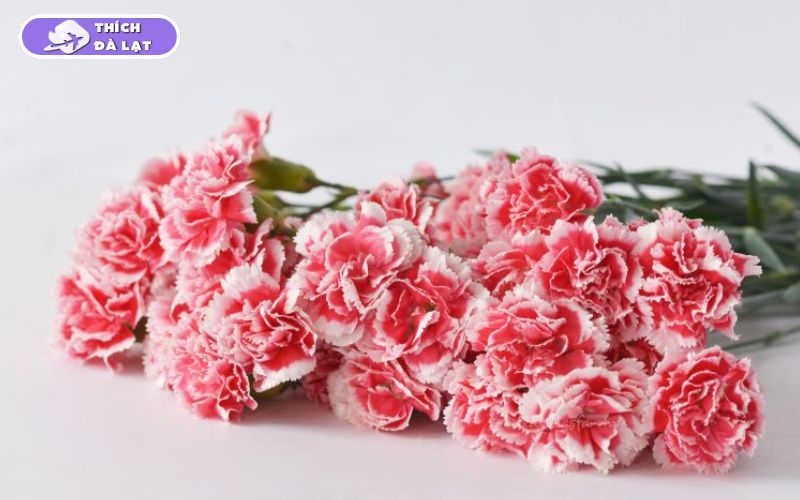 Top các loại hoa Tết Đà Lạt được ưa chuộng mỗi độ xuân về 17 hoa tết đà lạt