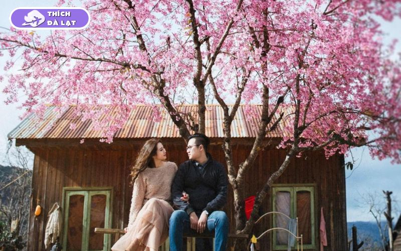 Thời tiết Đà Lạt Tết: Có Lạnh Không? Bao Nhiêu Độ? Nên Mặc Gì? 11 thời tiết đà lạt tết