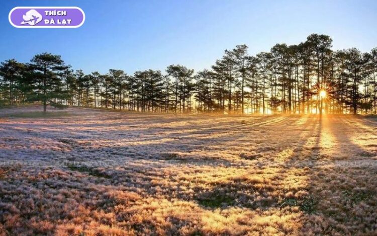 thời tiết đà lạt tết